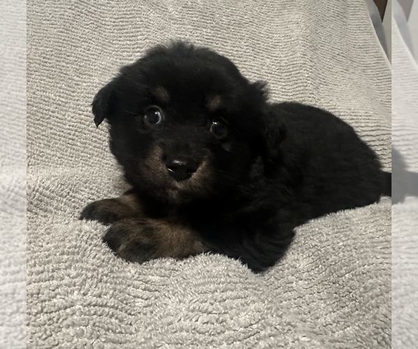 Medium Photo #52 Miniature Australian Shepherd Puppy For Sale in QUINCY, CA, USA