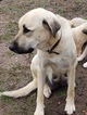 Small Photo #1 Anatolian Shepherd Puppy For Sale in LAURENS, SC, USA