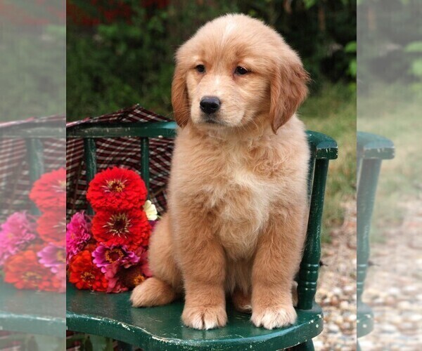 Medium Photo #6 Golden Retriever Puppy For Sale in JONES, MI, USA