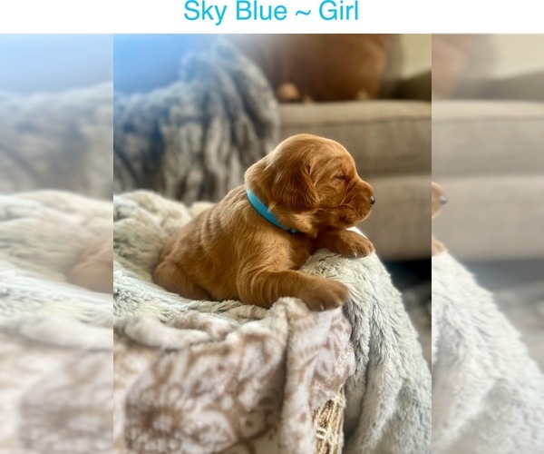 Medium Photo #9 Golden Retriever Puppy For Sale in SAINT GEORGE, UT, USA