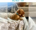 Small Photo #9 Golden Retriever Puppy For Sale in SAINT GEORGE, UT, USA