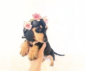 Dachshund Puppy for sale in DAVIS, CA, USA