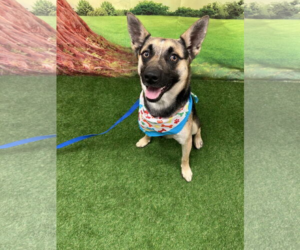 Medium Photo #2 German Shepherd Dog-Unknown Mix Puppy For Sale in Euless, TX, USA