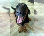Small #1 Basset Hound-German Shepherd Dog Mix
