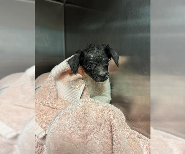 Medium Photo #1 Mutt Puppy For Sale in Riverside, CA, USA