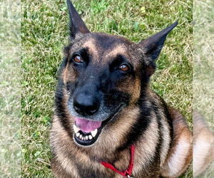 German Shepherd Dog-Unknown Mix Dogs for adoption in Canton, CT, USA