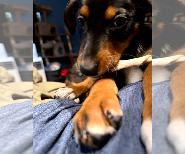 Medium Photo #15 Doberman Pinscher-Unknown Mix Puppy For Sale in Buffalo, MN, USA