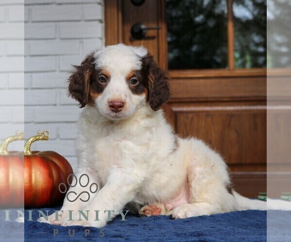Medium Photo #1 Bernedoodle (Miniature) Puppy For Sale in LANCASTER, PA, USA