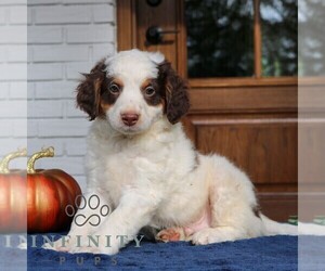 Bernedoodle (Miniature) Puppy for sale in LANCASTER, PA, USA