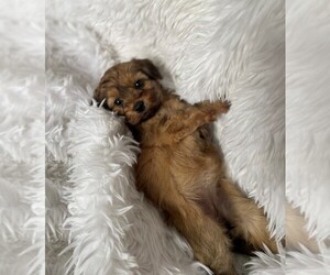 Poodle (Miniature)-ShihPoo Mix Puppy for sale in FREDERICKSBG, OH, USA