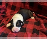 Small #2 Australian Shepherd