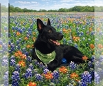 Small Photo #1 German Shepherd Dog Puppy For Sale in NAVASOTA, TX, USA