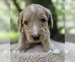 Small Photo #90 Goldendoodle Puppy For Sale in PIERSON, FL, USA