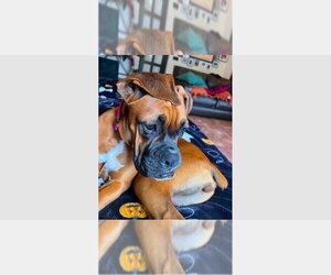 Boxer Dogs for adoption in Austin, TX, USA
