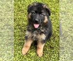 Puppy Bodhi German Shepherd Dog