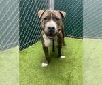 GOMEZ - Male Staffordshire Bull Terrier Dog for Adoption - Small photo