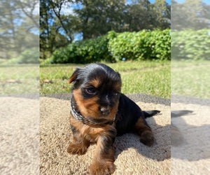 Yorkshire Terrier Puppy for sale in HILLSBORO, TX, USA