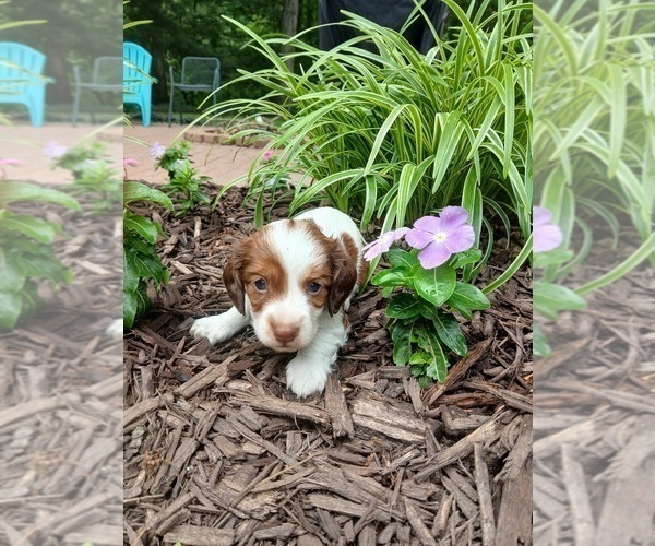 Medium Photo #2 Dachshund Puppy For Sale in MULBERRY GROVE, IL, USA