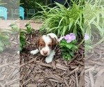 Small Photo #3 Dachshund Puppy For Sale in MULBERRY GROVE, IL, USA