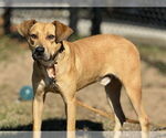Small #1 Black Mouth Cur Mix