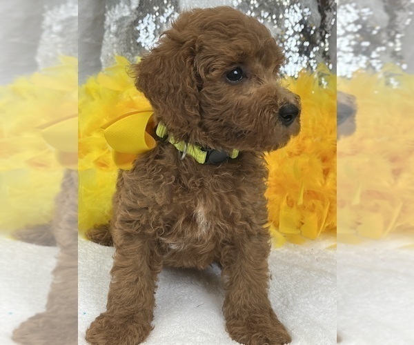Medium Photo #5 Goldendoodle (Miniature) Puppy For Sale in BULLARD, TX, USA