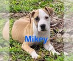 Small Photo #4 Bulldog-Labrador Retriever Mix Puppy For Sale in Royal Palm Beach, FL, USA