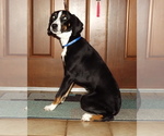 Small Border Collie-Treeing Walker Coonhound Mix