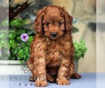 Small #2 Cavapoo
