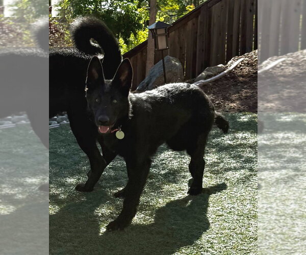 Medium Photo #2 German Shepherd Dog Puppy For Sale in Modesto, CA, USA