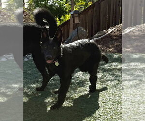 Nia - Female German Shepherd Dog Dog for Adoption - Photo #2