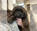 Small Photo #4 Shih-Poo Puppy For Sale in LAKE SAINT LOUIS, MO, USA
