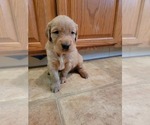 Small Photo #2 Golden Retriever Puppy For Sale in RENO, NV, USA