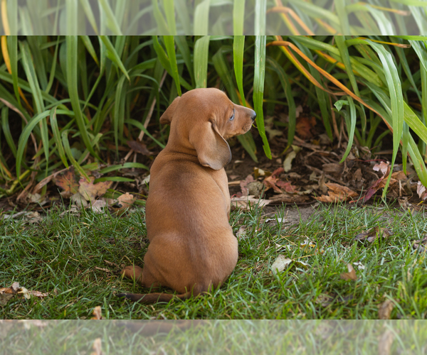 Medium Photo #5 Dachshund Puppy For Sale in WAKARUSA, IN, USA