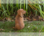Baylor - Male Dachshund Puppy for Sale - Photo #5
