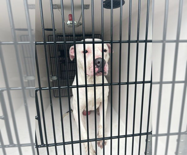 Medium Photo #1 American Pit Bull Terrier-Unknown Mix Puppy For Sale in Virginia Beach, VA, USA