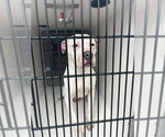 Small American Pit Bull Terrier Mix