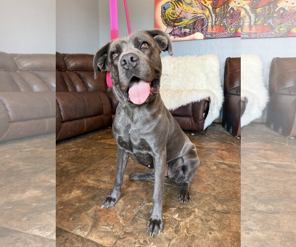 Medium Photo #4 Mutt Puppy For Sale in Goodyear, AZ, USA