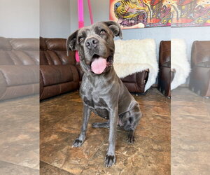 Diamond - Female Mutt Dog for Adoption - Photo #4