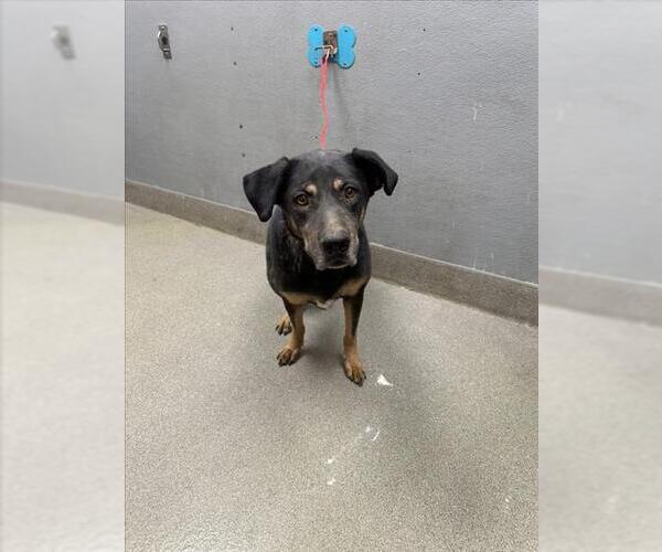 Medium Photo #1 Rottweiler-Unknown Mix Puppy For Sale in Las Vegas, NV, USA