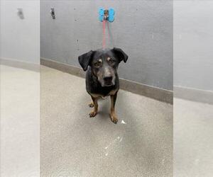 Rottweiler-Unknown Mix Dogs for adoption in Las Vegas, NV, USA