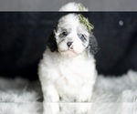 Puppy AKC Mr Patch Poodle (Toy)