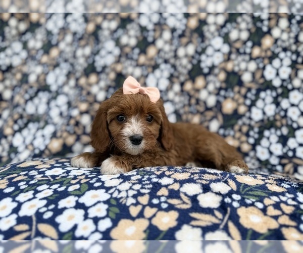 Medium Photo #5 Cavapoo (Miniature) Puppy For Sale in LAKELAND, FL, USA
