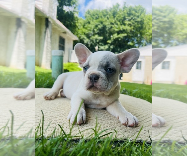 Medium Photo #2 French Bulldog Puppy For Sale in HONEY BROOK, PA, USA