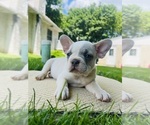 Small #1 French Bulldog