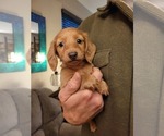 Small #4 Dachshund