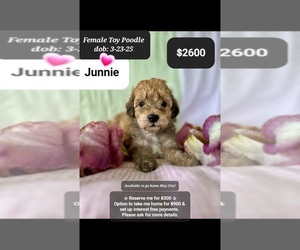 Poodle (Toy) Puppy for sale in TUCSON, AZ, USA