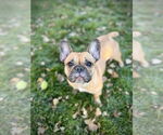 Small #1 French Bulldog