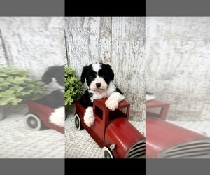 Cavapoo Puppy for sale in PEEBLES, OH, USA