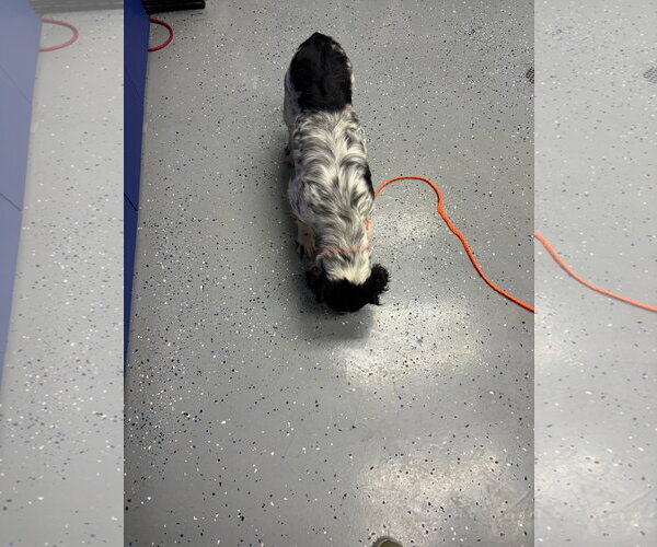 Medium Photo #3 Colonial Cocker Spaniel-Unknown Mix Puppy For Sale in Grafton, WI, USA
