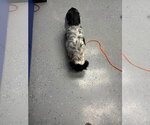 Small #2 Colonial Cocker Spaniel Mix